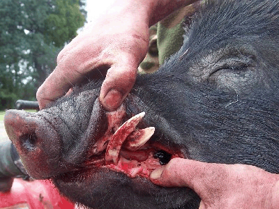 deadly-boar.gif